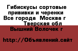 Гибискусы сортовые, прививки и черенки - Все города, Москва г.  »    . Тверская обл.,Вышний Волочек г.